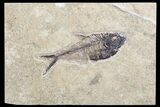 Fossil Fish (Diplomystus) - inch Layer, Green River Formation #96947-1
